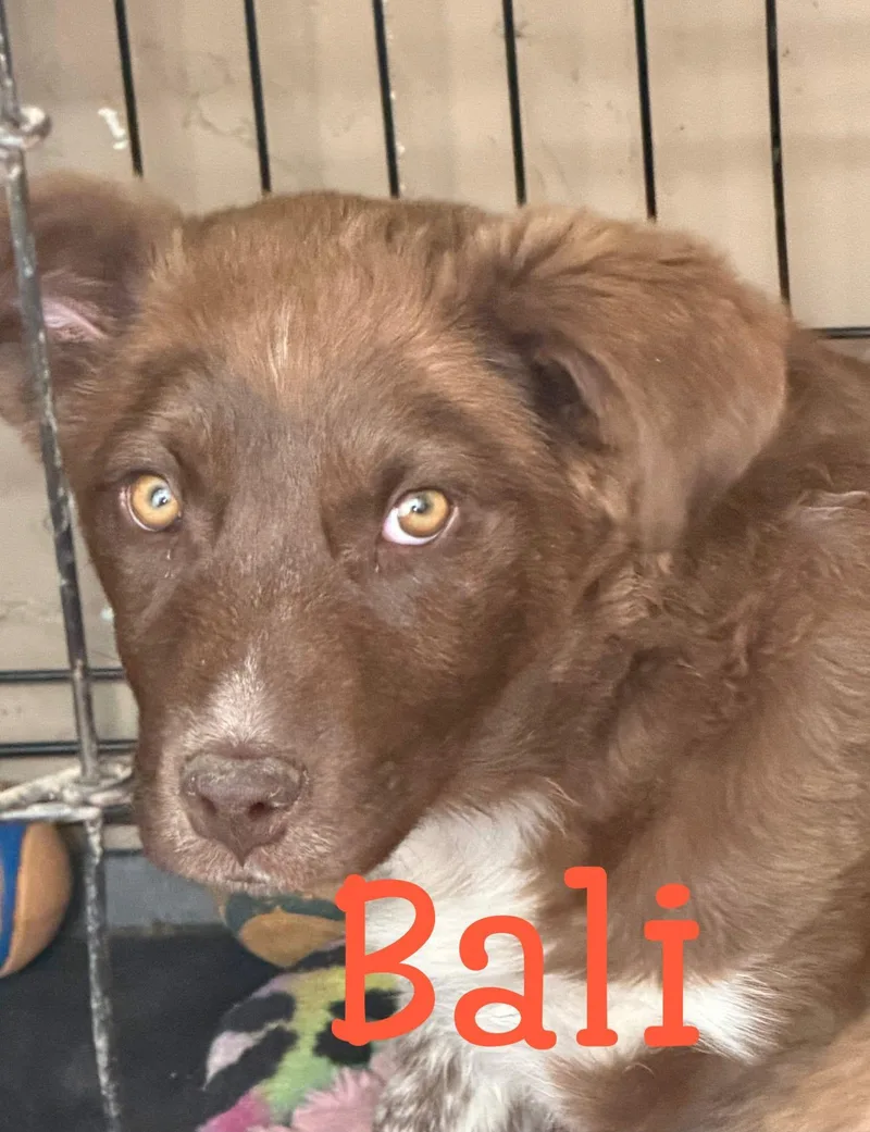 A young small-sized female Australian Cattle Dog / Blue Heeler dog named CoffeeSistersBali for adoption in Hardin, MT