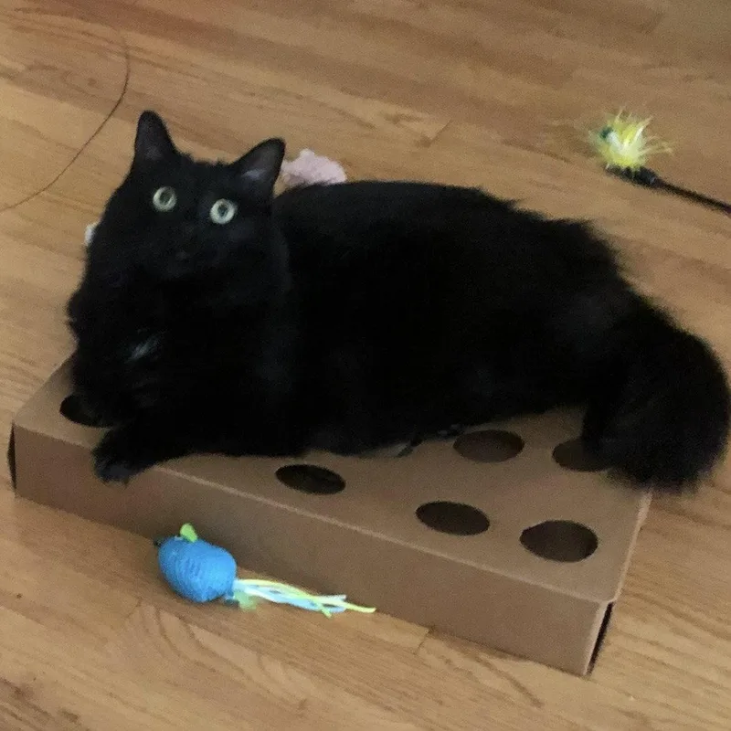 An adult medium-sized female Black Maine Coon cat named Queenie loveydovey for adoption in Houston, TX
