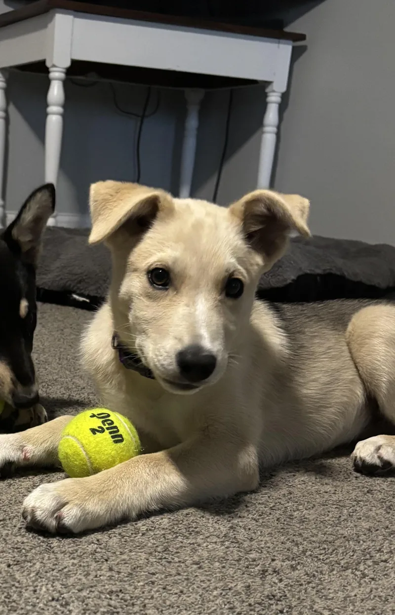 A baby large-sized female Mixed Breed dog named Millie for adoption in Sioux Falls, SD