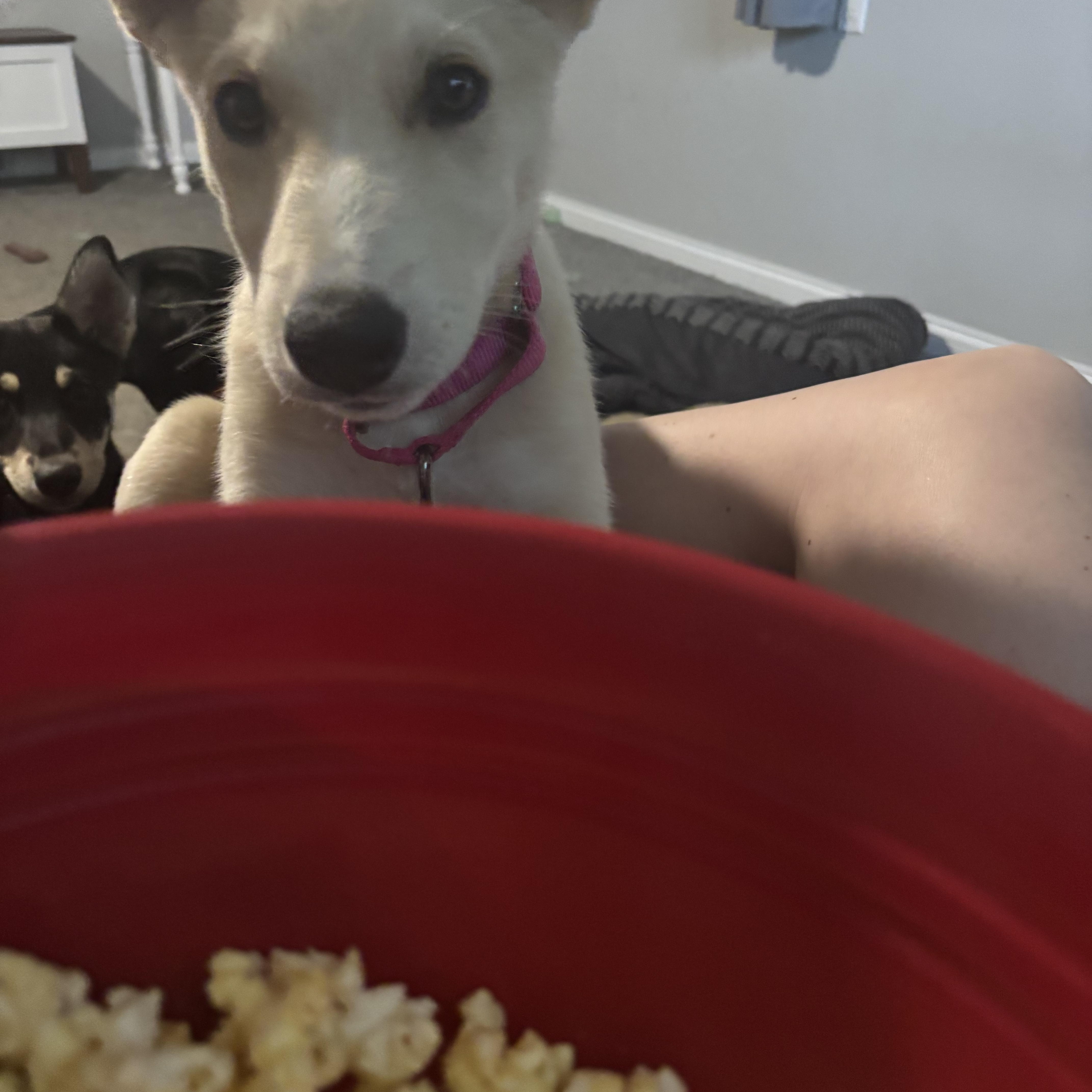 Millie thumbnail 2
