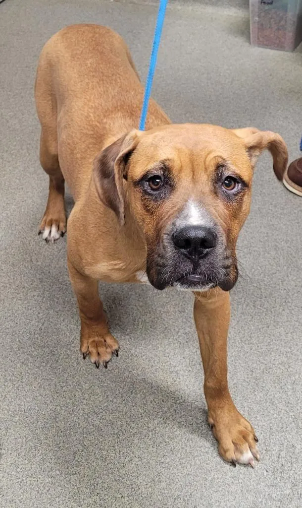 A young large-sized female Boxer dog named Pascal for adoption in Hopkinsville, KY