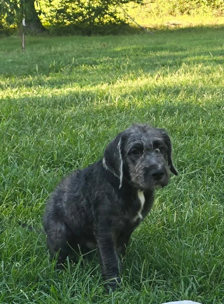 A baby medium-sized male Poodle dog named Charlie for adoption in Mineral, VA