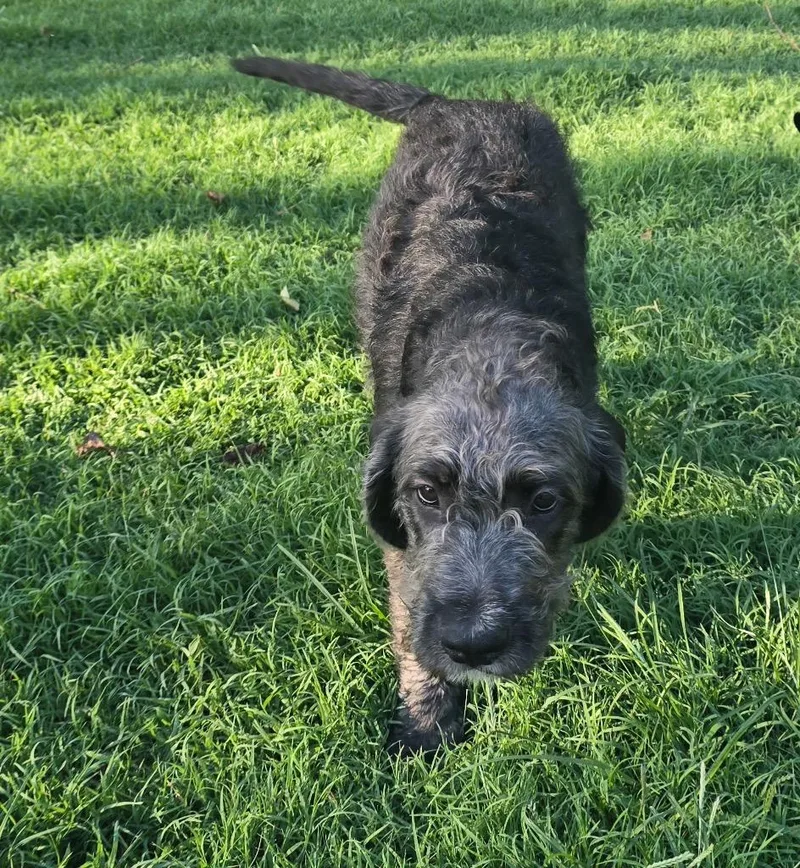Charlie thumbnail 2