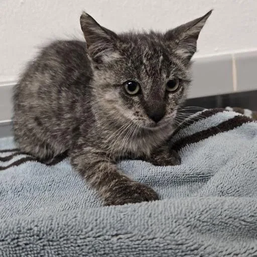 A baby small-sized male Domestic Short Hair cat named Woozel for adoption in Austin, TX