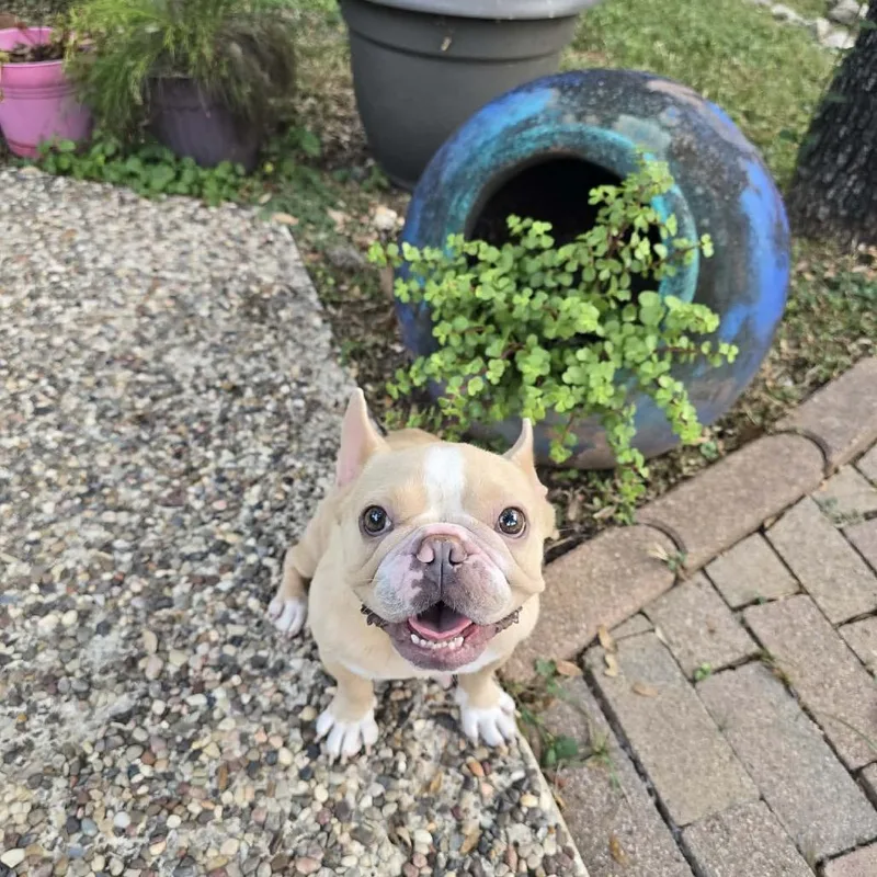 An adult small-sized female Apricot / Beige French Bulldog dog named Cassie SPC for adoption in Austin, TX
