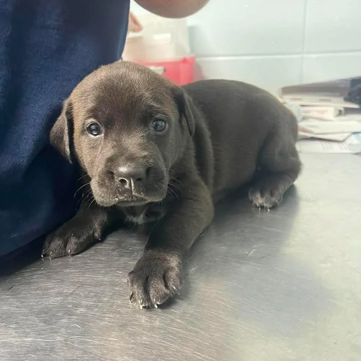 A baby small-sized female Black Labrador Retriever dog named Marshmallow Yoonchae for adoption in Austin, TX