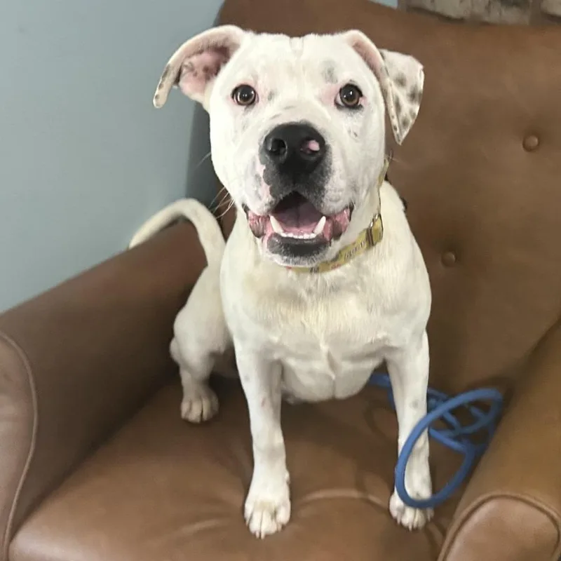 A young medium-sized male White / Cream Mixed Breed dog named Meshach for adoption in Sequatchie, TN