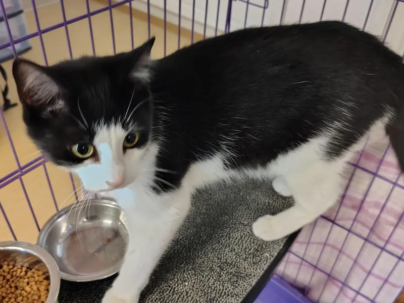 A young small-sized female Black & White / Tuxedo Tuxedo cat named Marina for adoption in Montour Falls, NY