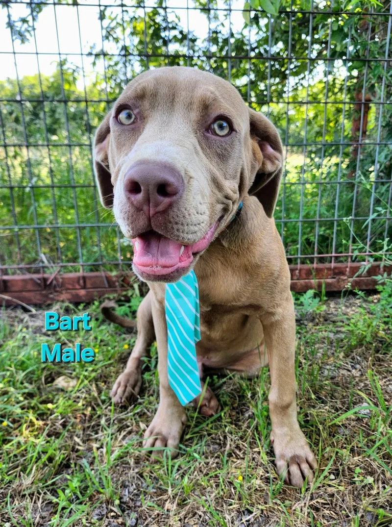 A baby medium-sized male Chocolate Labrador Retriever dog named Bart for adoption in Elkhorn, WI