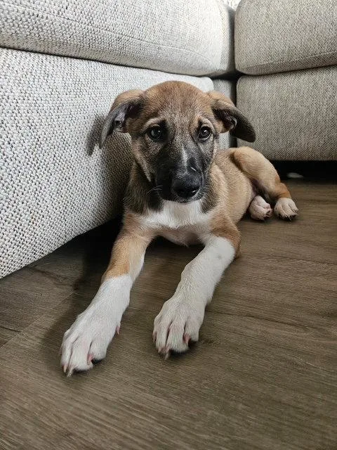 Keegan