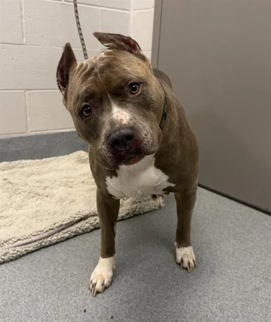 An adult large-sized female Pit Bull Terrier dog named Chevy for adoption in Indianapolis, IN