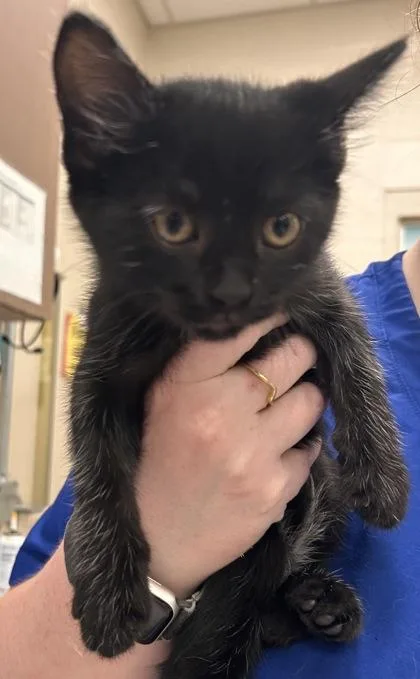 A baby small-sized female Domestic Short Hair cat named Silverlegs for adoption in Fishers, IN