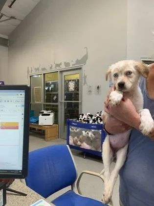 A young medium-sized female Australian Shepherd dog named Blossom for adoption in Beatrice, NE