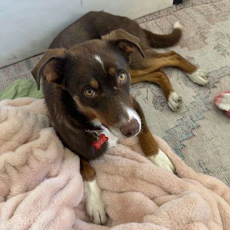 A young medium-sized male Brown / Chocolate Australian Shepherd dog named Scout for adoption in Boulder, CO