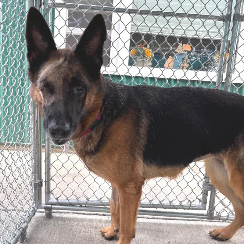 An adult large-sized female German Shepherd Dog dog named Trinity for adoption in New Ringgold, PA