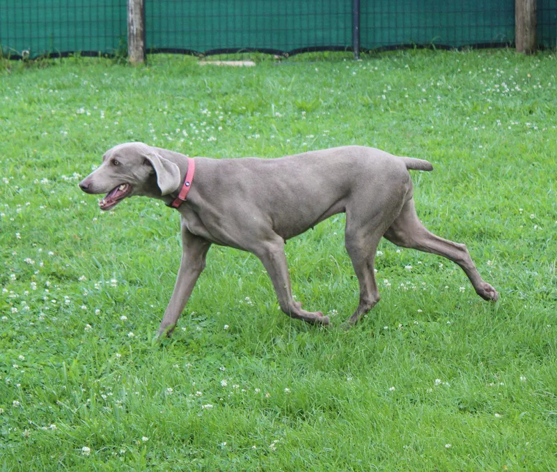 Gracie thumbnail 2