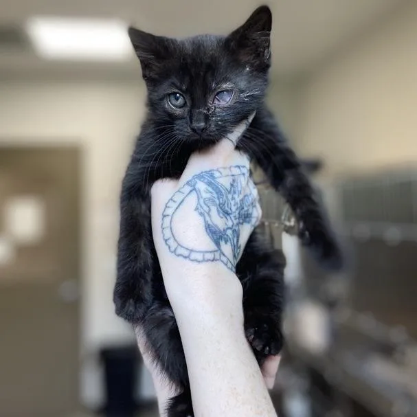 A baby small-sized female Black Domestic Short Hair cat named Freckle for adoption in Washington Township, OH