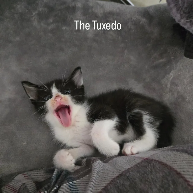 A young medium-sized male Black & White / Tuxedo Domestic Short Hair cat named Mavris for adoption in Tyler, TX