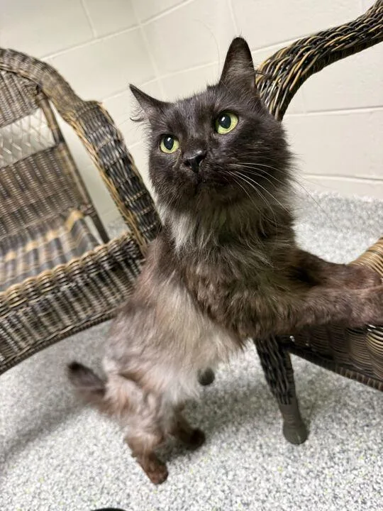 A senior medium-sized female Gray / Blue / Silver Domestic Long Hair cat named Eevee for adoption in Jackson, MI
