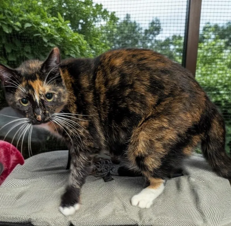 An adult medium-sized female Domestic Short Hair cat named Sophe for adoption in Fort Myers, FL