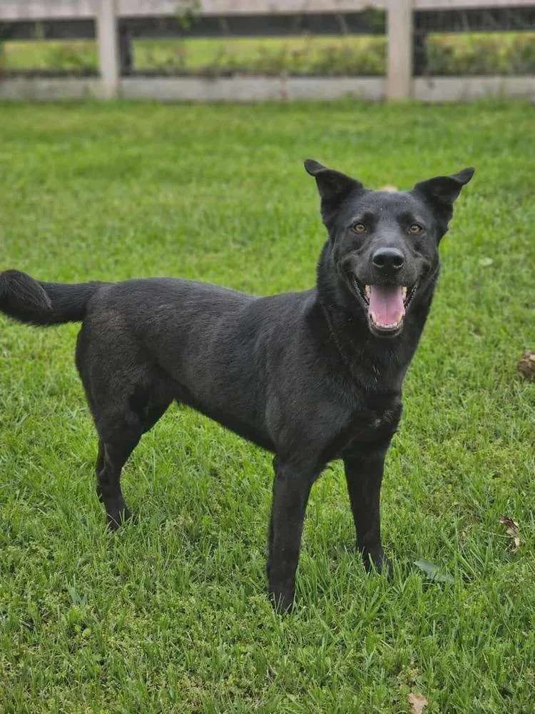 An adult large-sized female Black Shepherd dog named Mercy for adoption in Commerce City, CO