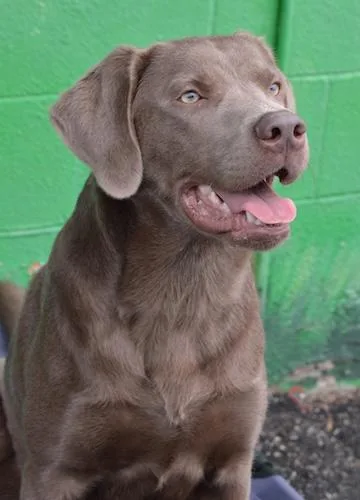 A young large-sized male Chocolate Labrador Retriever dog named Scout for adoption in Killingworth, CT