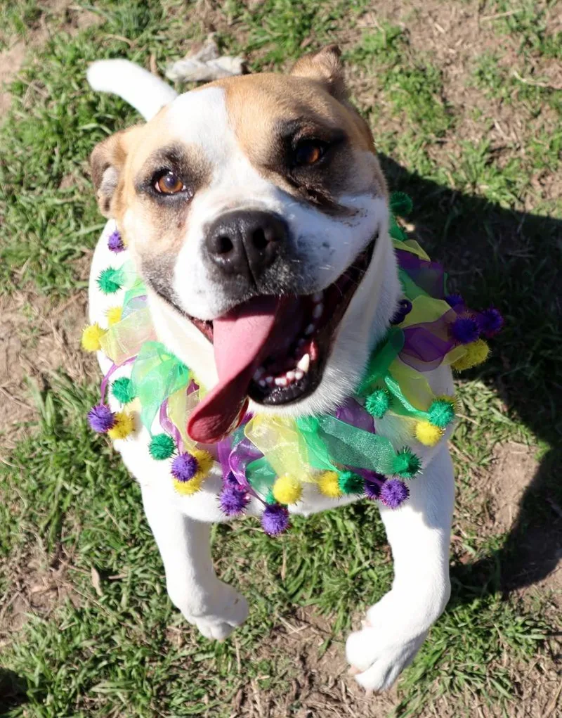 An adult medium-sized male Mixed Breed dog named Joey for adoption in Jonesboro, AR
