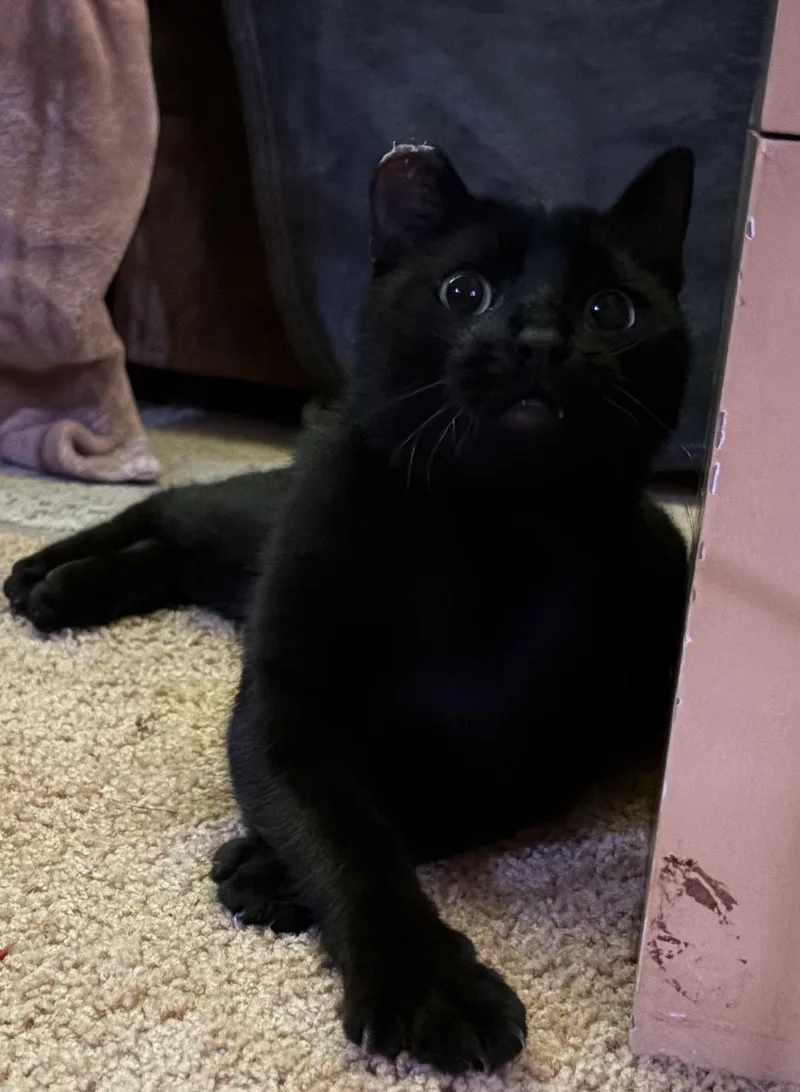 A young medium-sized male Black Domestic Short Hair cat named Jax for adoption in Nashville, TN