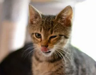 A baby medium-sized female Domestic Short Hair cat named Strawberry for adoption in Wheaton, IL