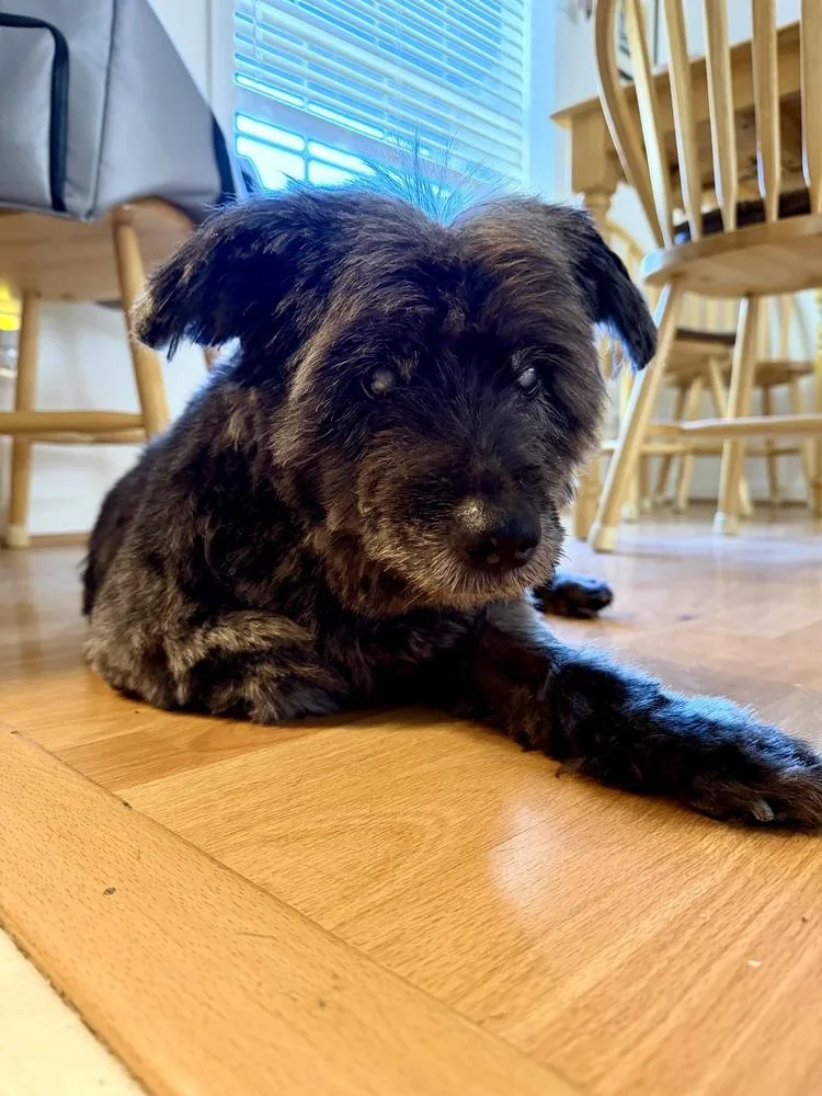 A senior medium-sized female Gray / Blue / Silver Terrier dog named Buffy for adoption in Pottstown, PA