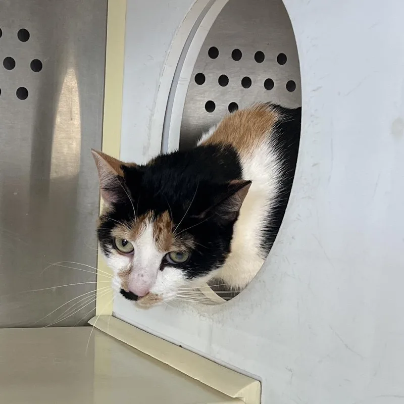 Crab Cake thumbnail 2