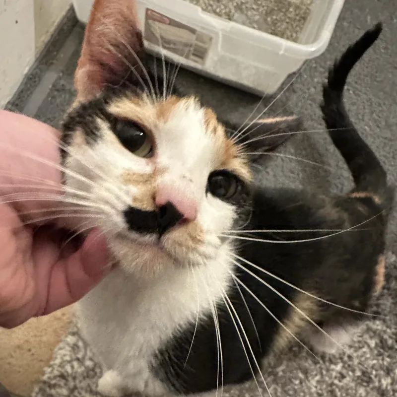 Crab Cake thumbnail 3