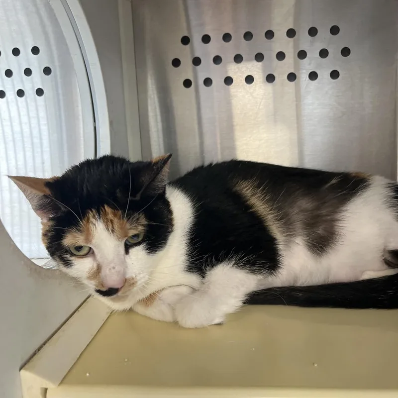 Crab Cake thumbnail 4