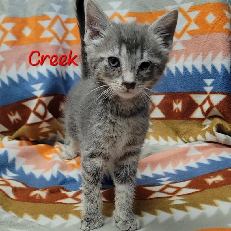 A baby small-sized male Gray / Blue / Silver Domestic Short Hair cat named Creek for adoption in Parkersburg, WV