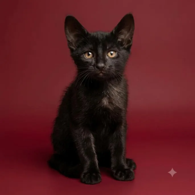 A young small-sized male Domestic Short Hair cat named New York for adoption in Yankton, SD