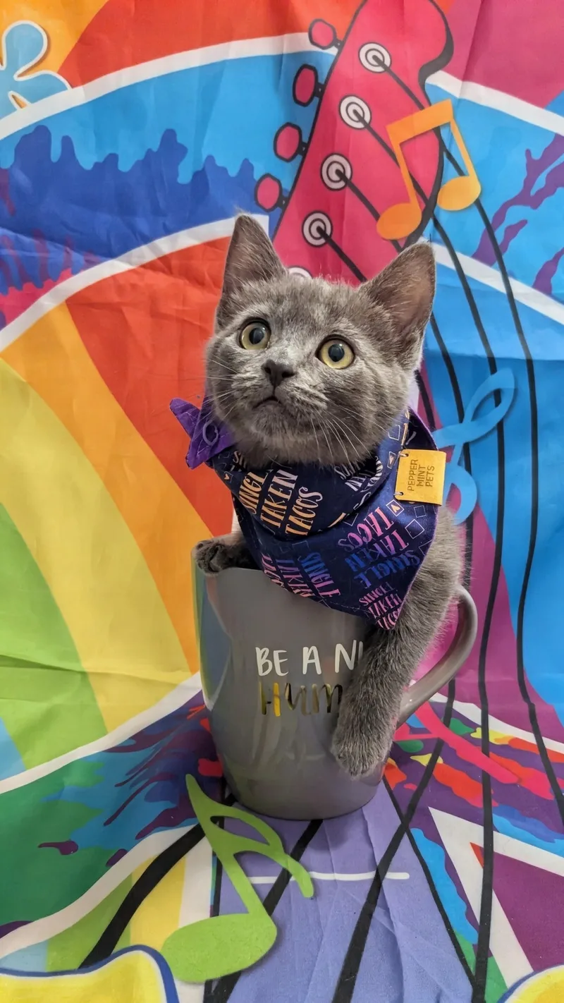 A baby medium-sized female Domestic Short Hair cat named Fern for adoption in Chesapeake Beach, MD