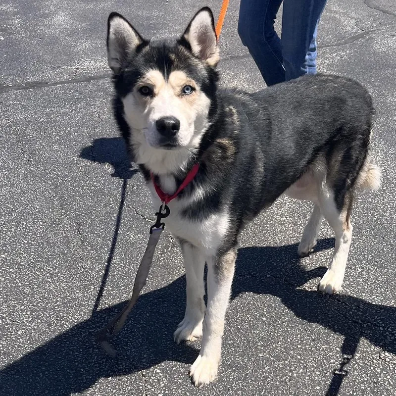 An adult medium-sized male White / Cream Mixed Breed dog named Obsidian for adoption in Mentor, OH