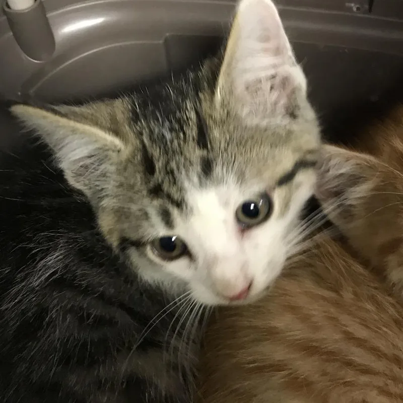 A baby small-sized male Brown / Chocolate Domestic Short Hair cat named Gray for adoption in Newark, NJ