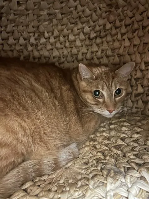 An adult large-sized male Domestic Short Hair cat named Tigger for adoption in Olathe, KS