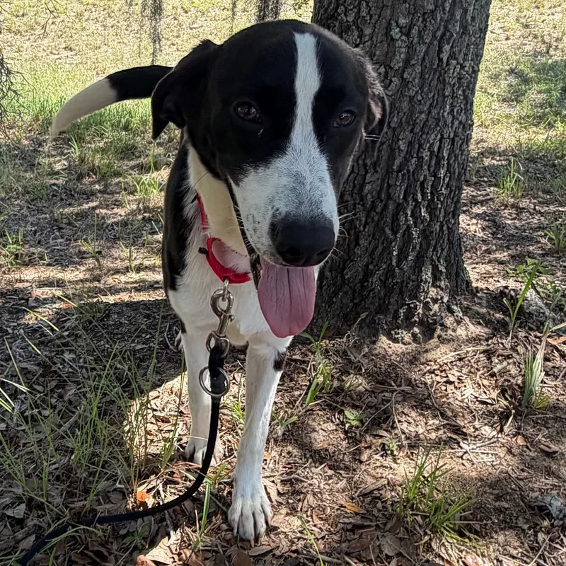 A young medium-sized male Black Mixed Breed dog named Duce for adoption in Titusville, FL