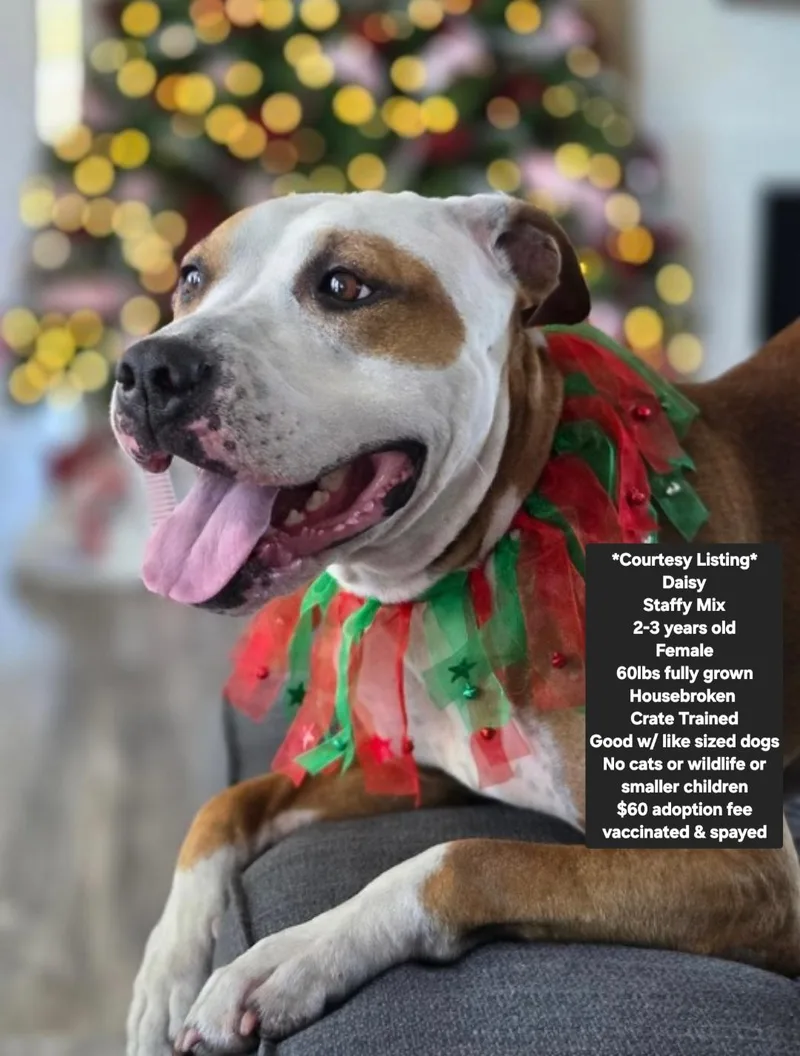 Courtesy Listing Daisy
