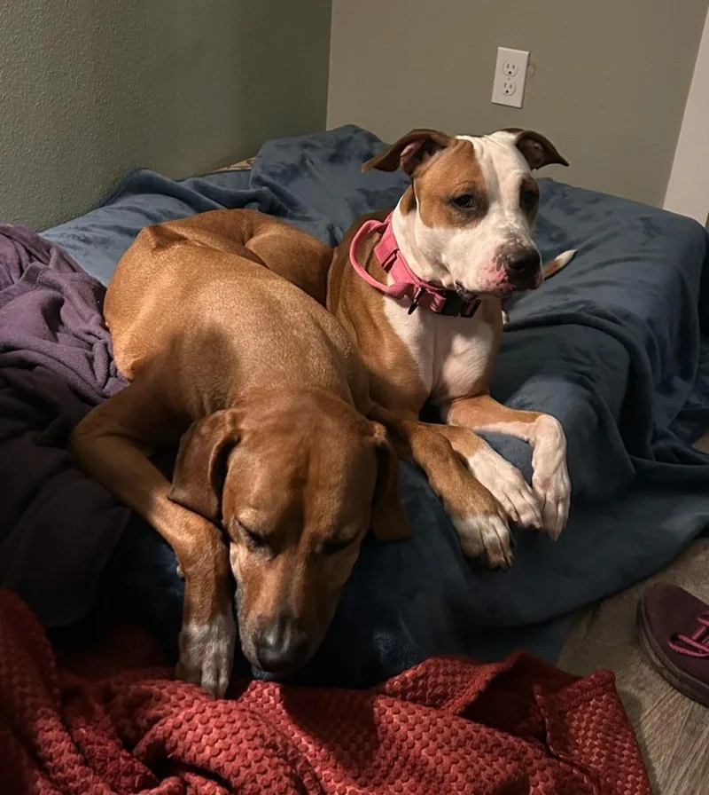 Courtesy Listing  Daisy thumbnail 3