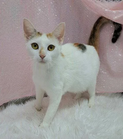 An adult medium-sized female Domestic Short Hair cat named Eliza for adoption in Clarkesville, GA