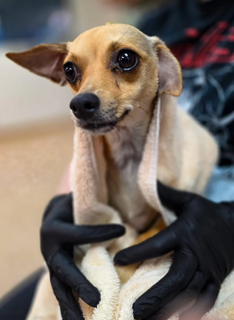 An adult small-sized female Yellow / Tan / Blond / Fawn Chihuahua dog named Pita for adoption in Sterling Heights, MI