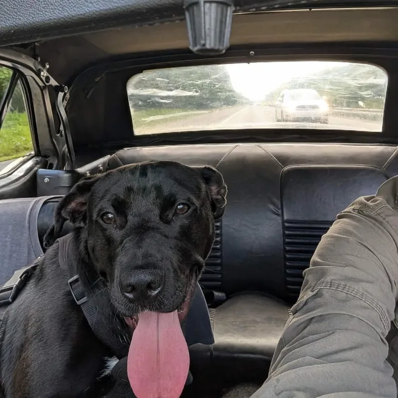 A young large-sized male Black Labrador Retriever dog named Manhattan for adoption in Clarksville, TN