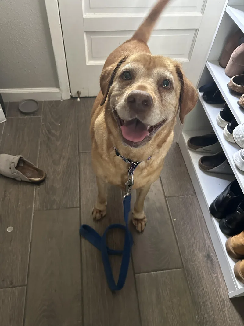 An adult large-sized female Golden Labrador Retriever dog named Sandy Cheeks for adoption in Houston, TX