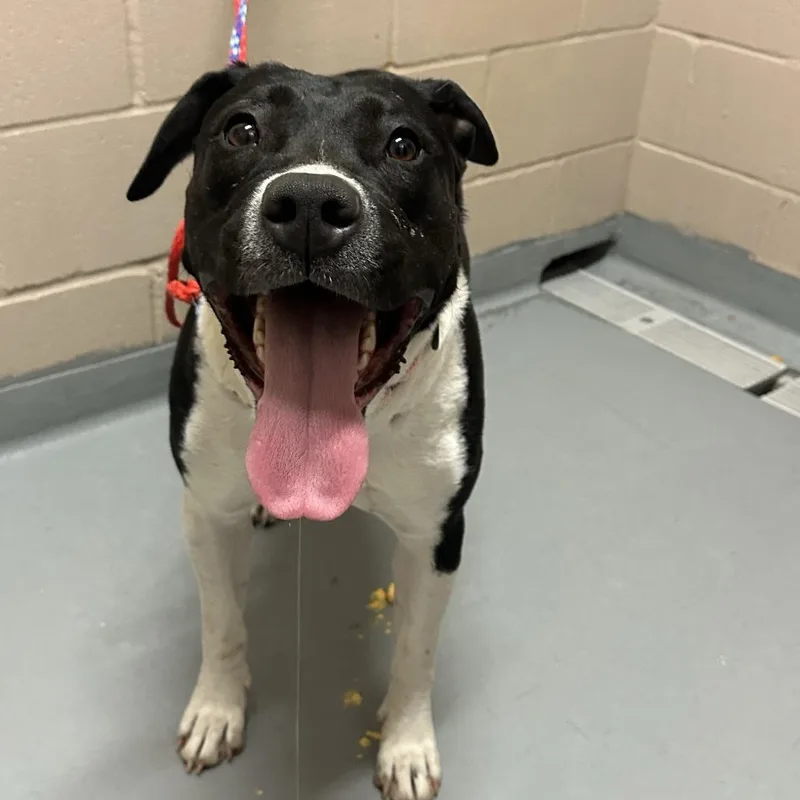An adult large-sized female Black Mouth Cur dog named Manoella for adoption in Tacoma, WA