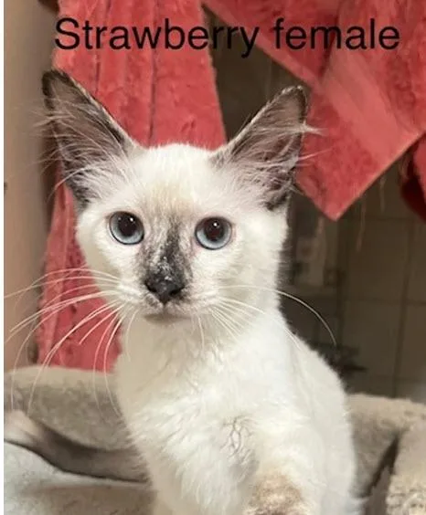 A baby medium-sized female Siamese cat named Strawberry for adoption in Los Angeles, CA