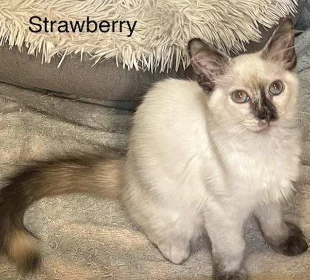 Strawberry thumbnail 5