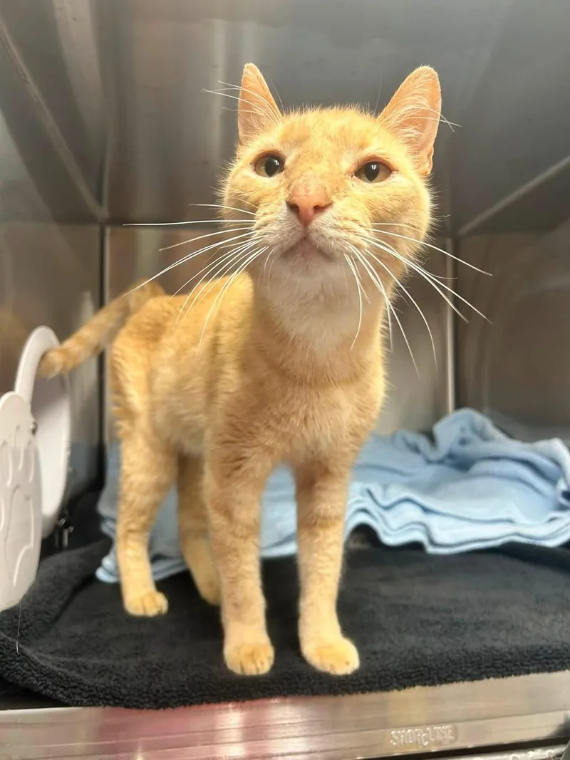 An adult medium-sized male Domestic Short Hair cat named Old man Jankins for adoption in Howes Cave, NY